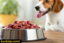 top rated raw dog food
