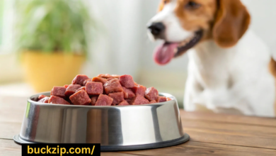 top rated raw dog food
